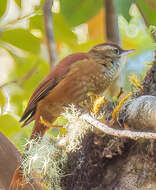 Image of Ruddy Treerunner