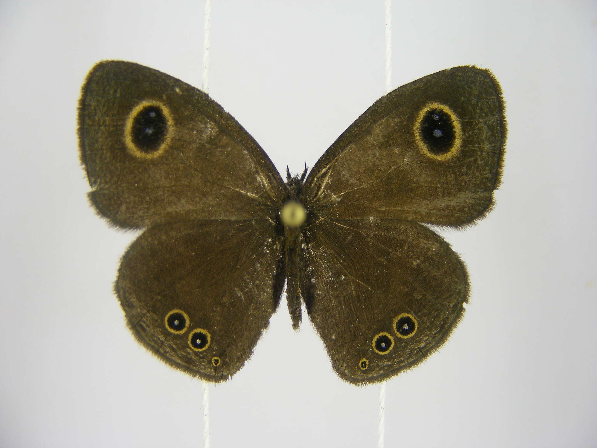 Image of Ypthimomorpha itonia Hewitson 1865