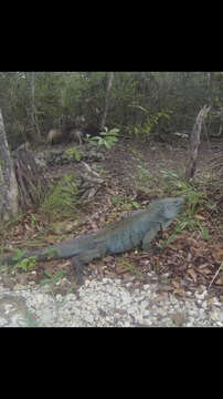 Image de Iguane bleu