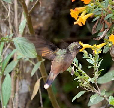 Imagem de Anthocephala Cabanis & Heine 1860