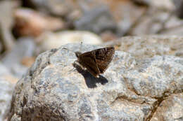 Imagem de Erynnis marloyi Boisduval 1832