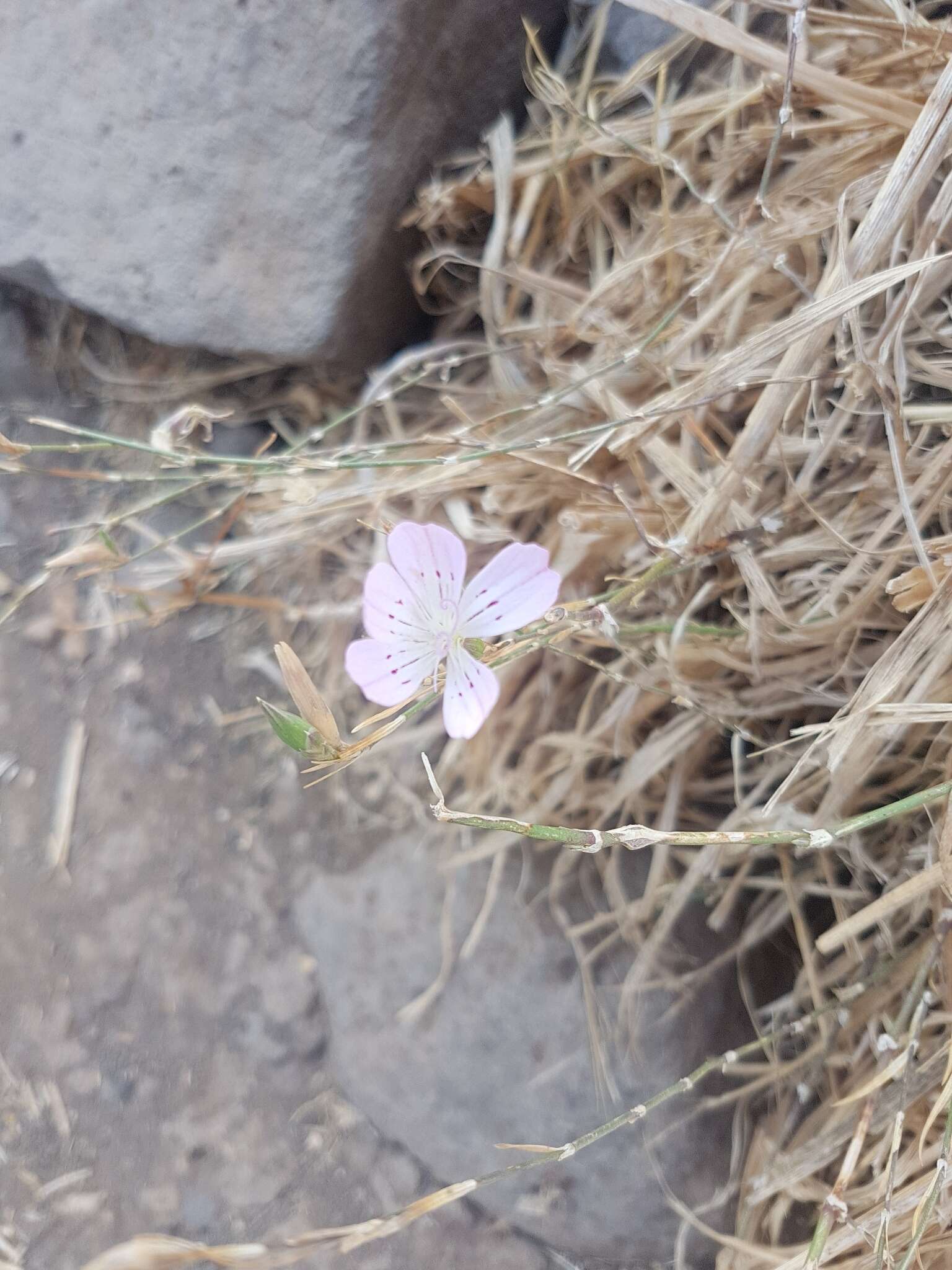 Image of Dianthus strictus Banks & Solander