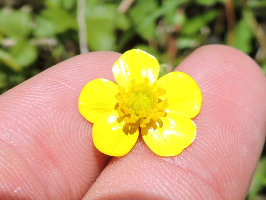 Image of hairy buttercup