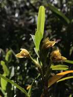 Image of Maxillaria ponerantha Rchb. fil.