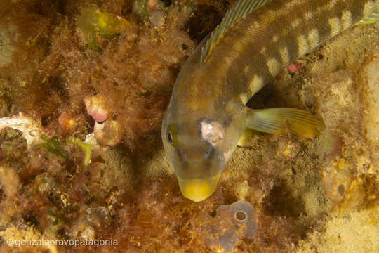 Image of Brazilian sandperch