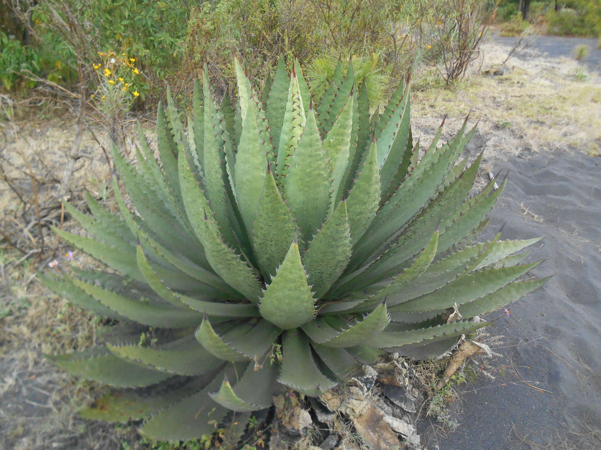 Image of Agave inaequidens K. Koch