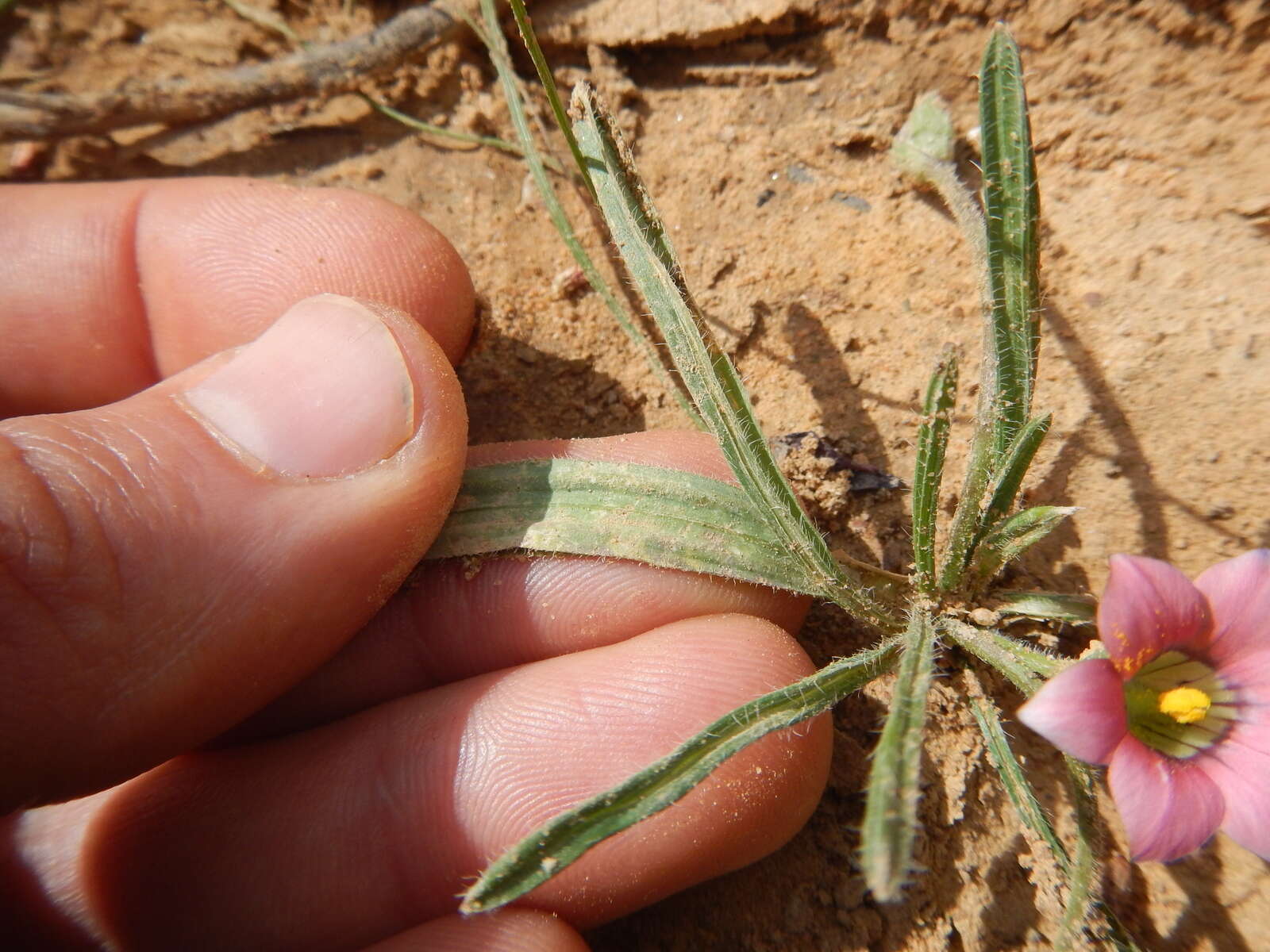 Image of Romulea tetragona M. P. de Vos