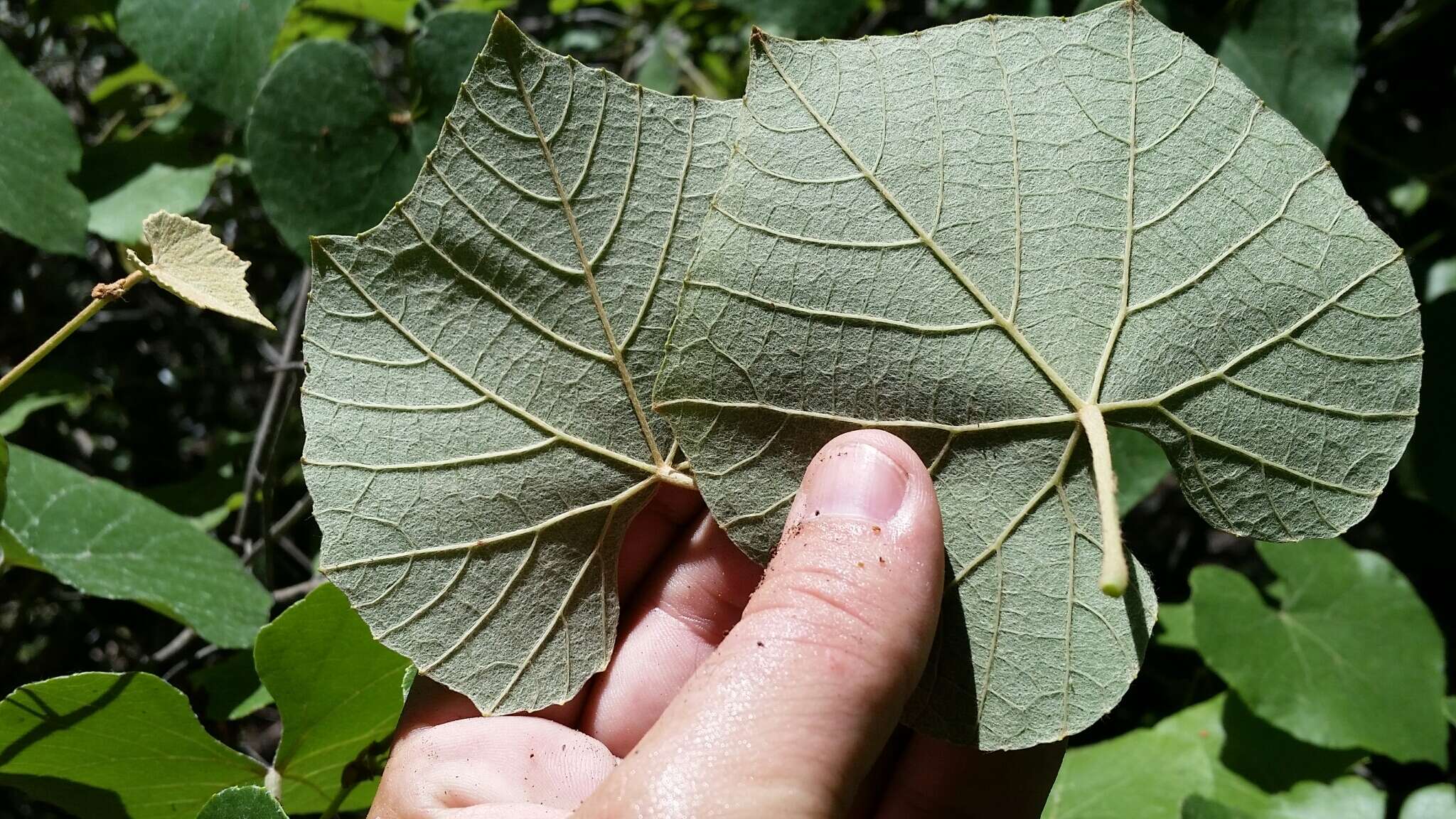 Image of Florida grape