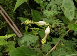 Image de Ceropegia candelabrum L.