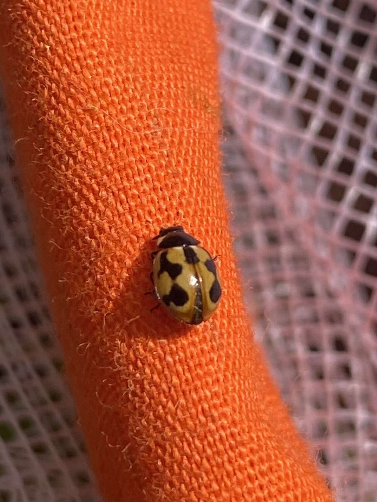 Image of hieroglyphic ladybird