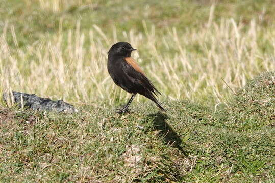 Image of Andean Negrito