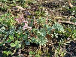 Image of Corydalis glaucescens Regel