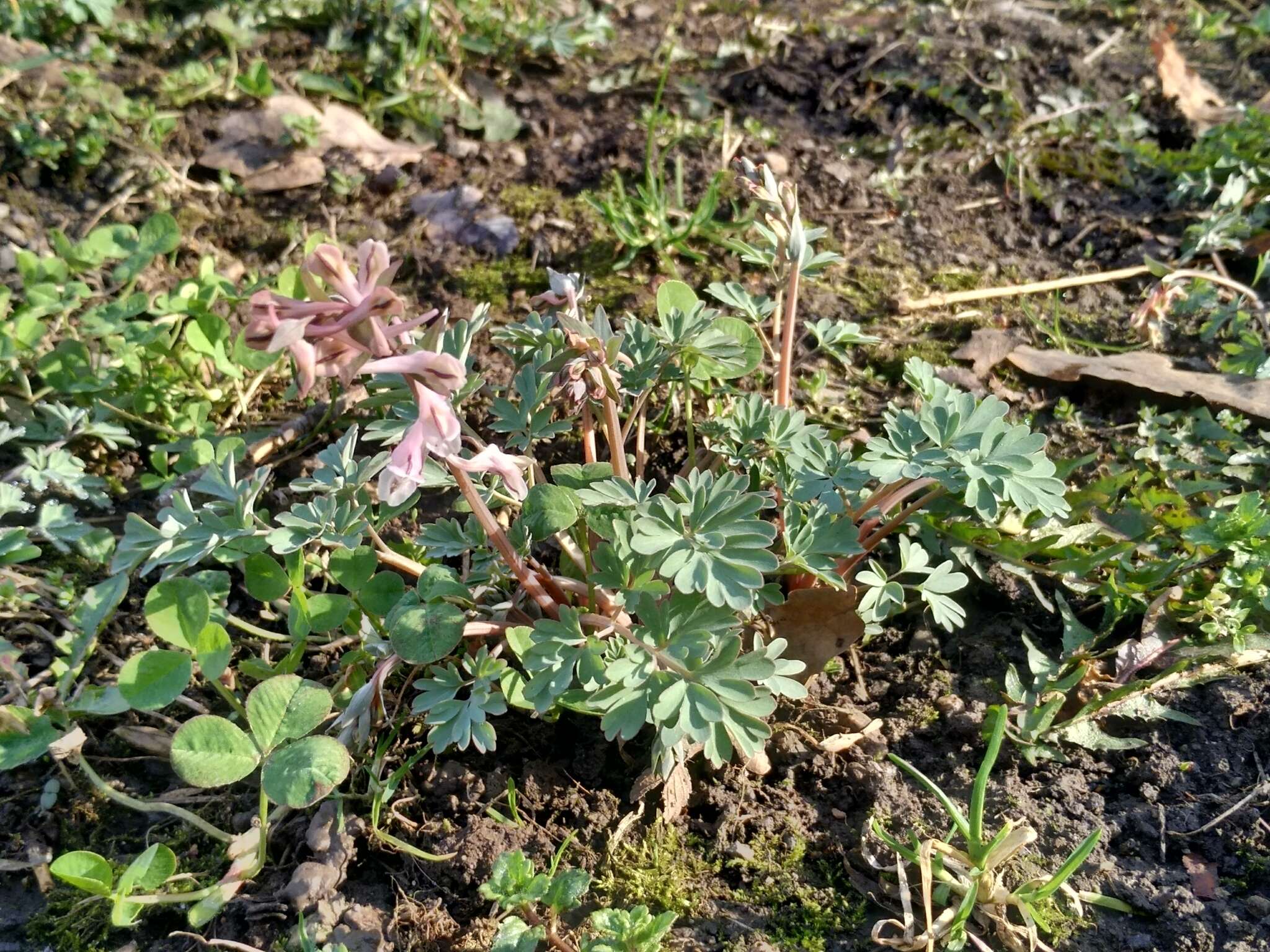 Image of Corydalis glaucescens Regel