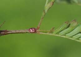 Desmanthus pernambucanus (L.) Thell. resmi