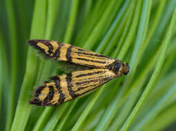 Image of Nemophora ochsenheimerella Hübner 1816