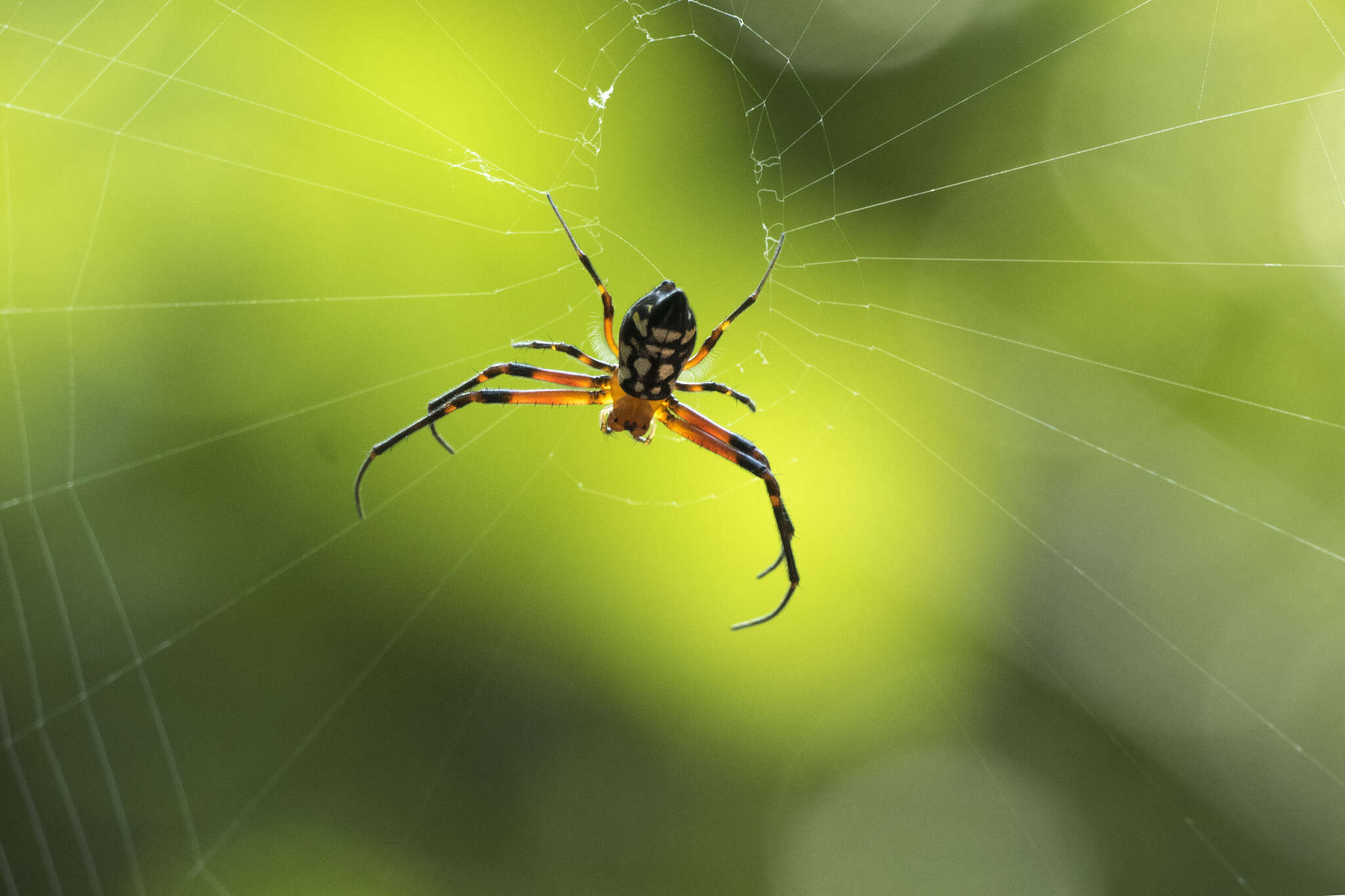 Image of Leucauge medjensis Lessert 1930