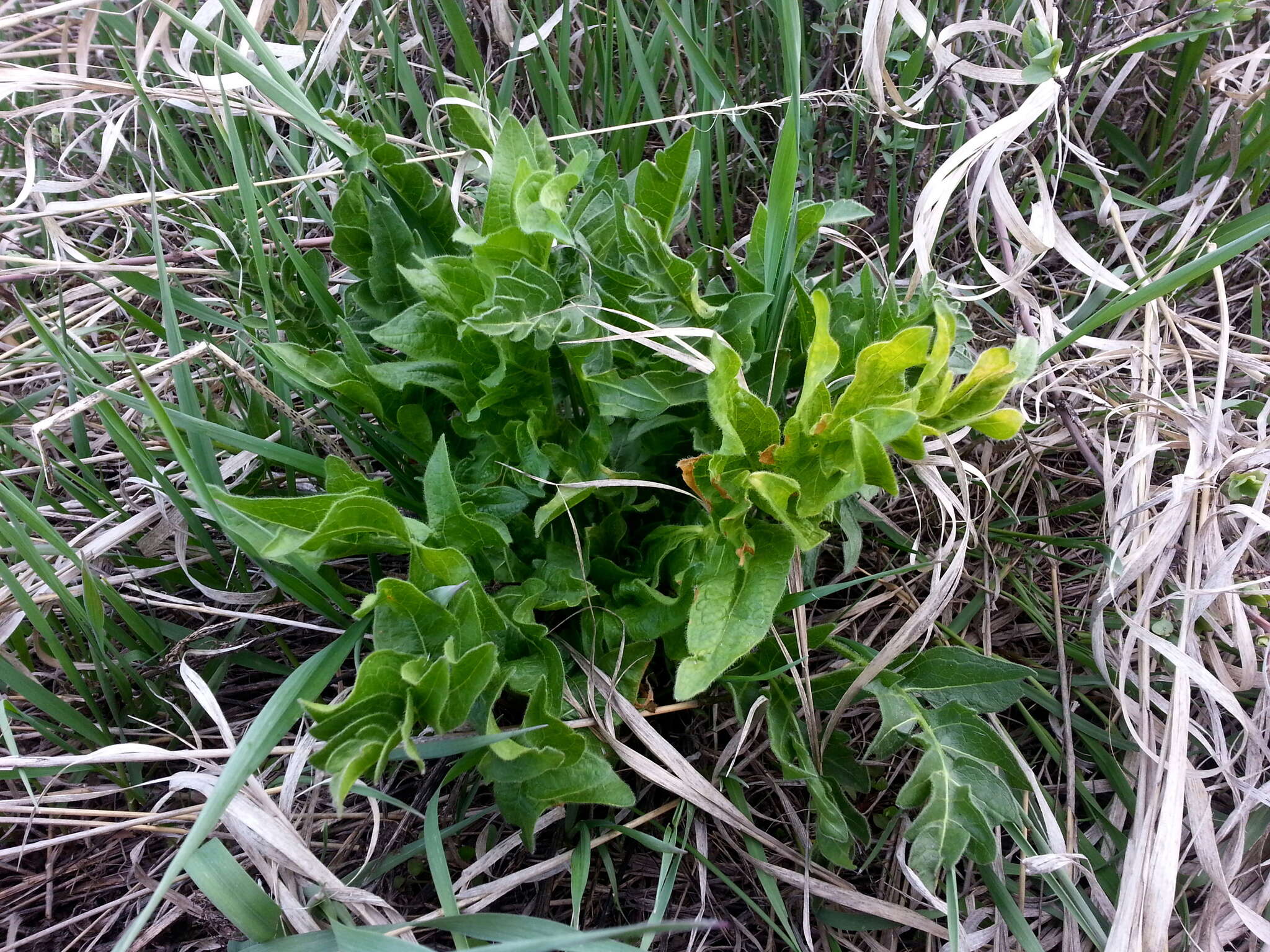 Image of cutleaf balsamroot