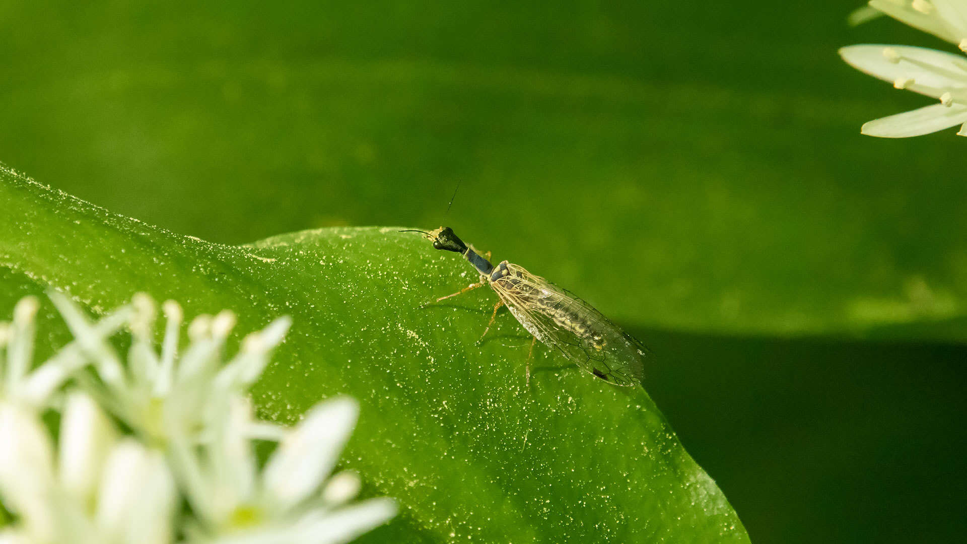 Image de Ornatoraphidia flavilabris (A. Costa 1855)