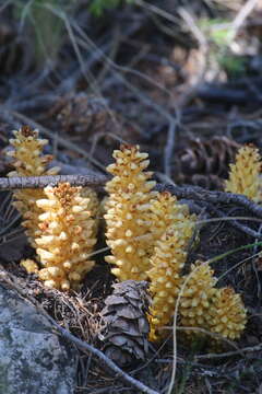 Image of alpine cancer-root