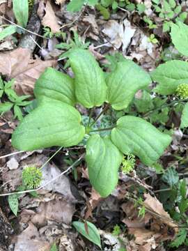 Image of Huger's carrionflower