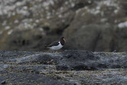 Image of Chatham Island Pied Oystercatcher