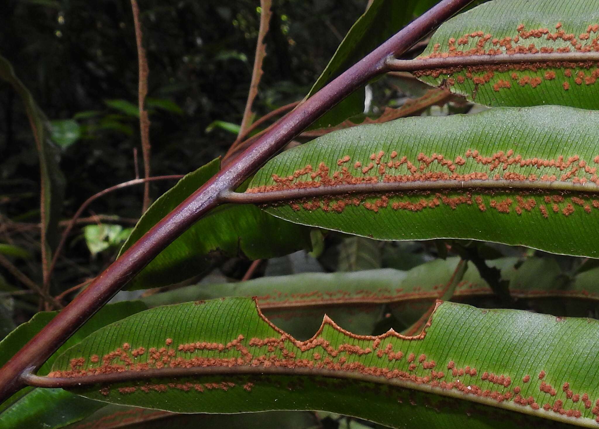 Image of Metaxya scalaris Tuomisto & Cardenas