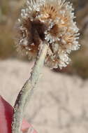 Image de Helichrysum rotundifolium (Thunb.) Less.