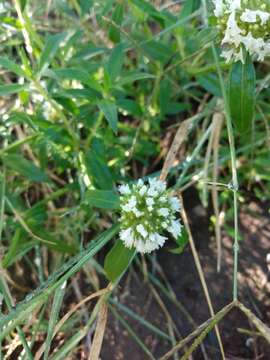 Image of bouquet false buttonweed