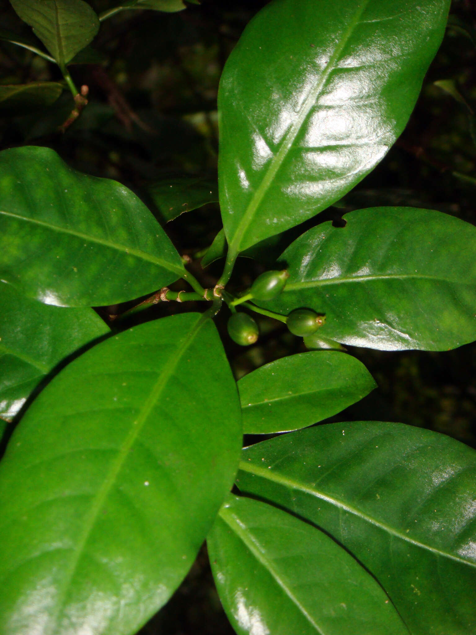 Image of Psychotria whistleri Fosberg
