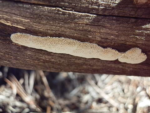 Image of Antrodia multiformis Vlasák 2017