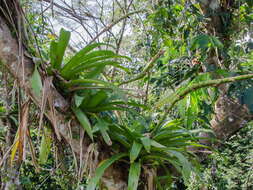 صورة Werauhia gladioliflora (H. Wendl.) J. R. Grant