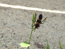 Image of Large Milkweed Bug