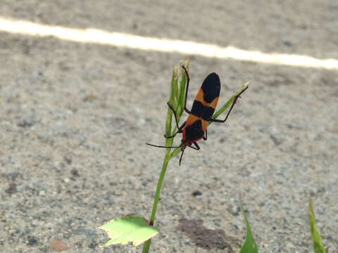 Image de Oncopeltus (Erythrischius) fasciatus (Dallas & W. S. 1852)