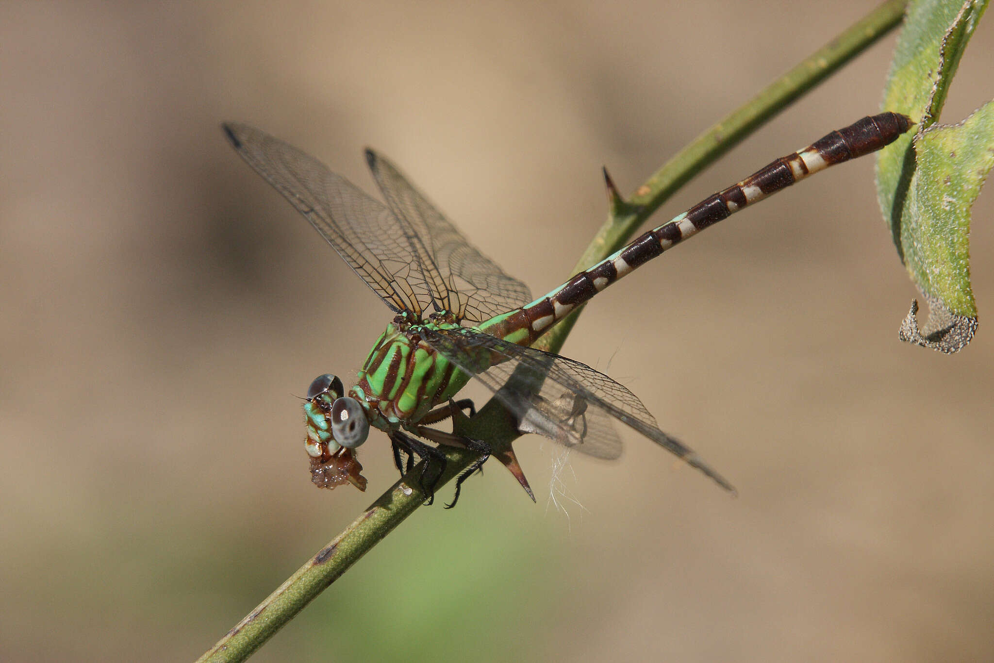 Image of Blue-faced Ringtail