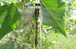 Image of Pronged Clubtail