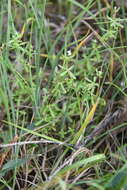 Image of threepetal bedstraw