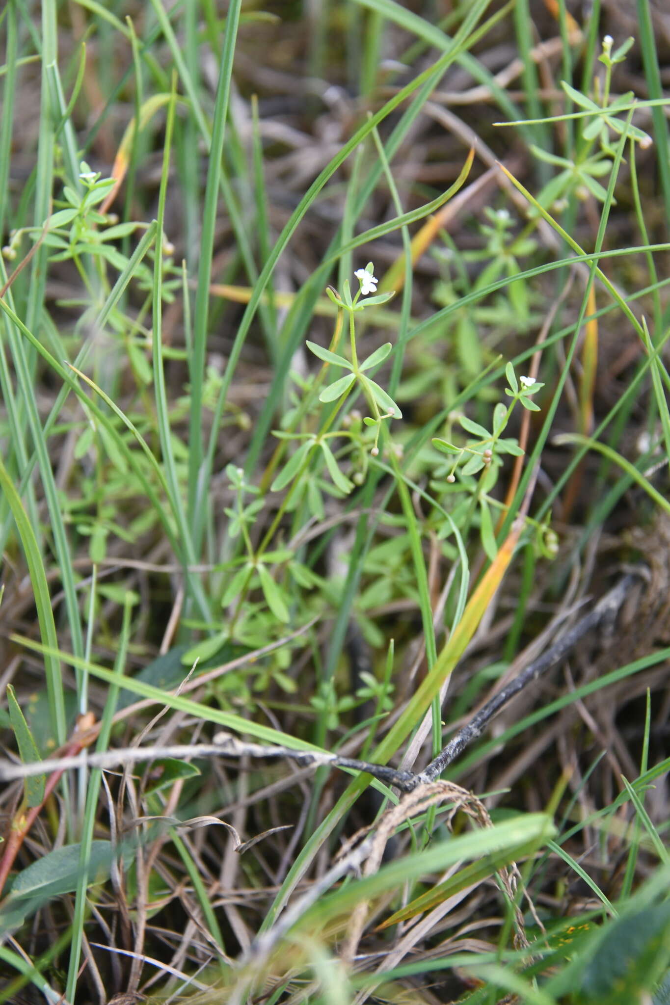 Plancia ëd Galium trifidum subsp. trifidum