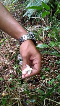 Imagem de Clematis parviloba Gardn. & Champ.