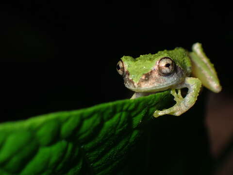 Image of Eiffinger's Tree Frog