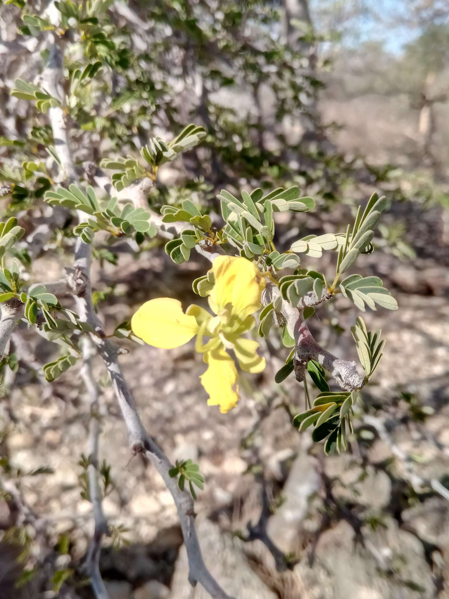 Plancia ëd Senna meridionalis (R. Vig.) Du Puy