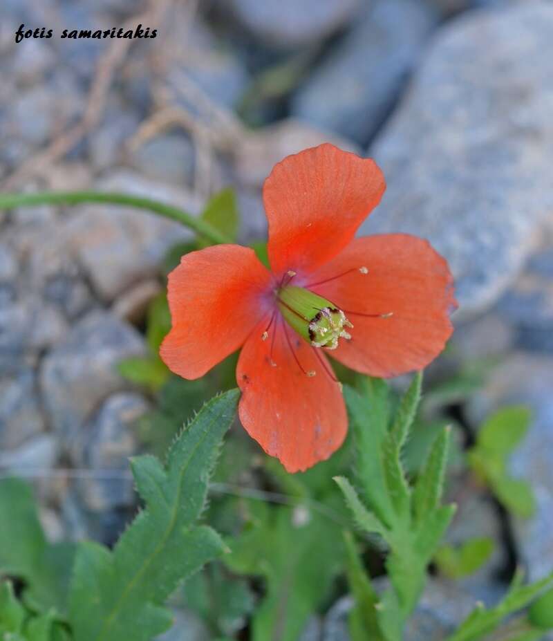 Image of Papaver purpureomarginatum J. W. Kadereit