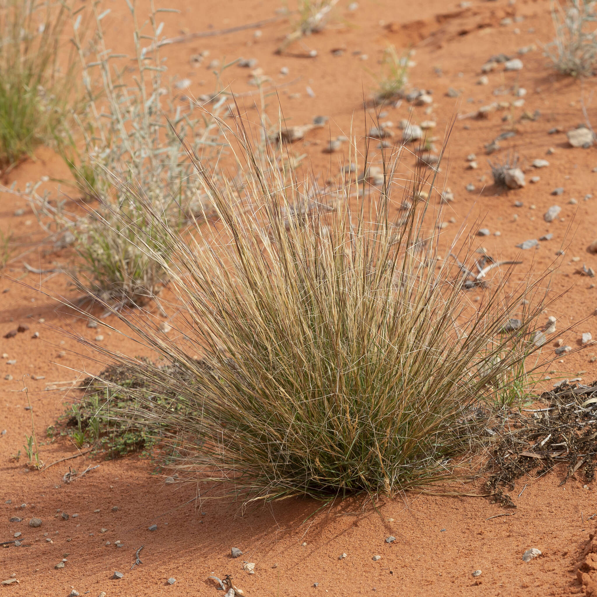 Image of Aristida holathera Domin