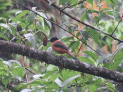 Image of Asian Paradise-Flycatcher