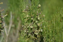 Image of Fabiana patagonica Speg.