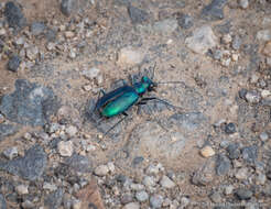 Image of Cicindela (Cicindela) plutonica Casey 1897