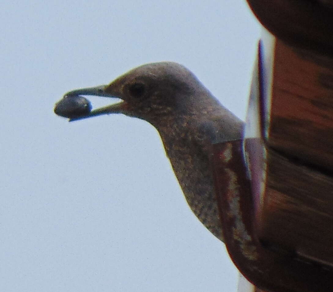 Image of Blue Rock Thrush