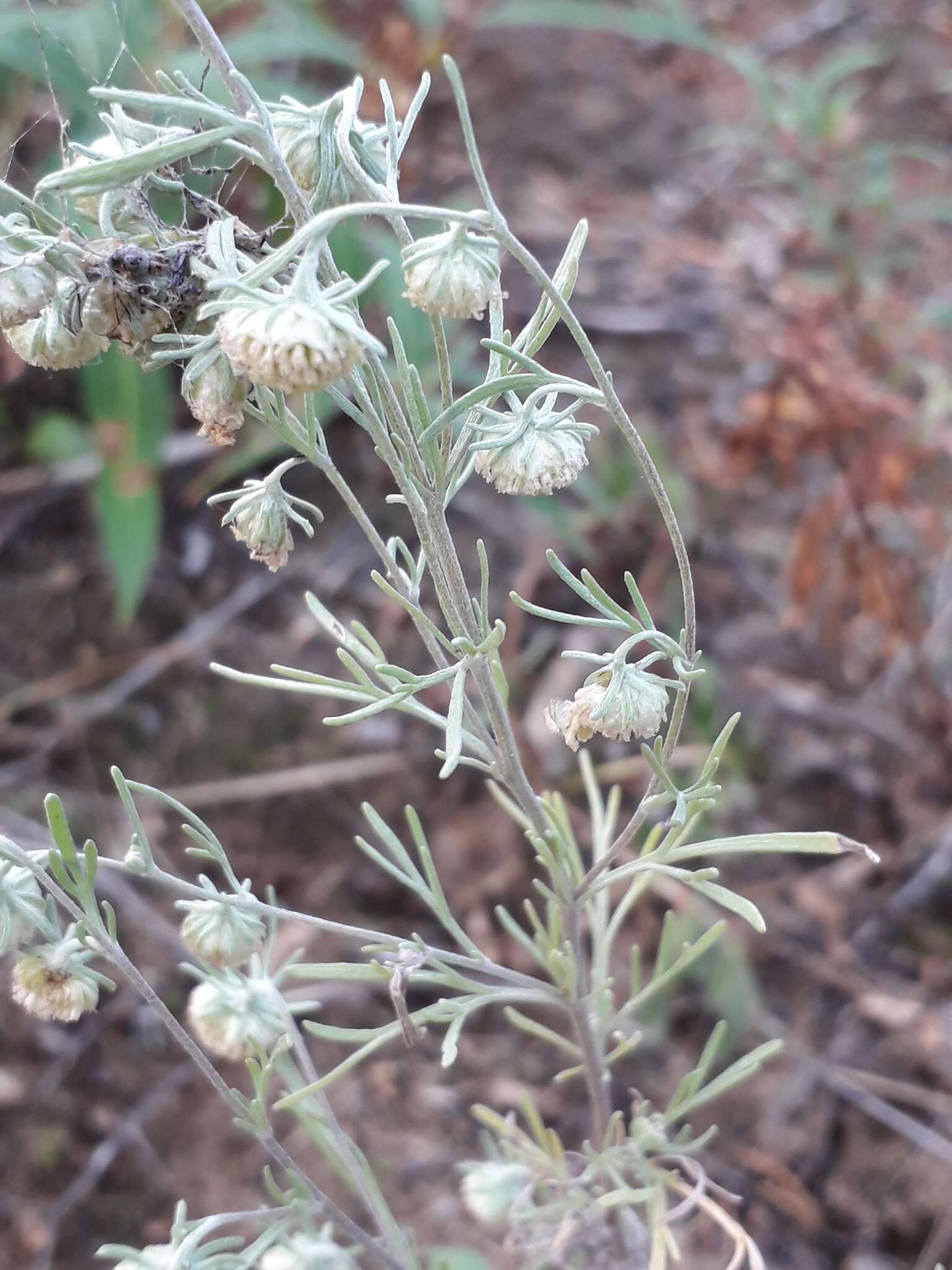 Слика од Artemisia jacutica Drobov