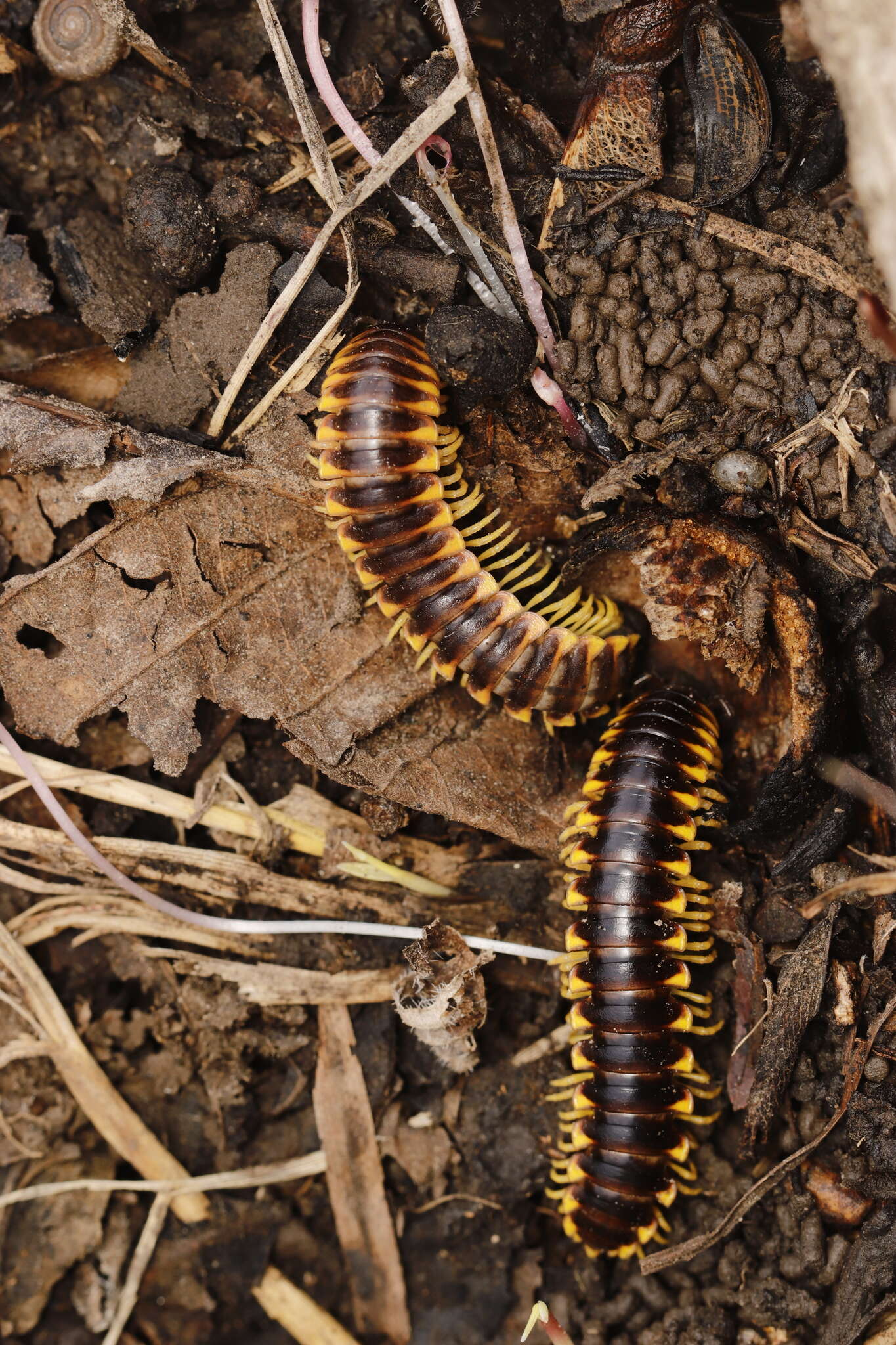 Sivun Apheloria virginiensis reducta Chamberlin 1939 kuva