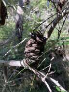 Imagem de Banksia spinulosa var. collina (R. Br.) A. S. George