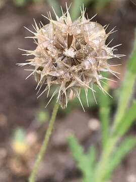 Imagem de Microseris douglasii subsp. platycarpha (A. Gray) K. L. Chambers